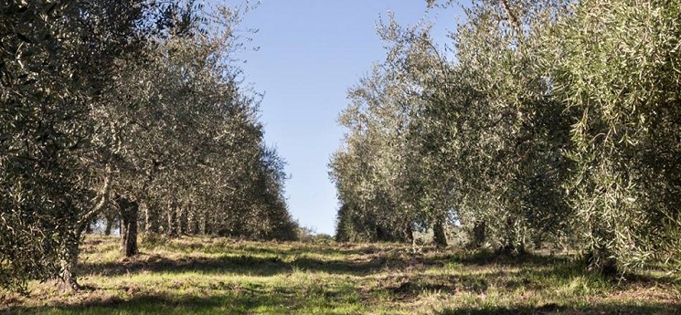 Poggio Valicaia, Scandicci.