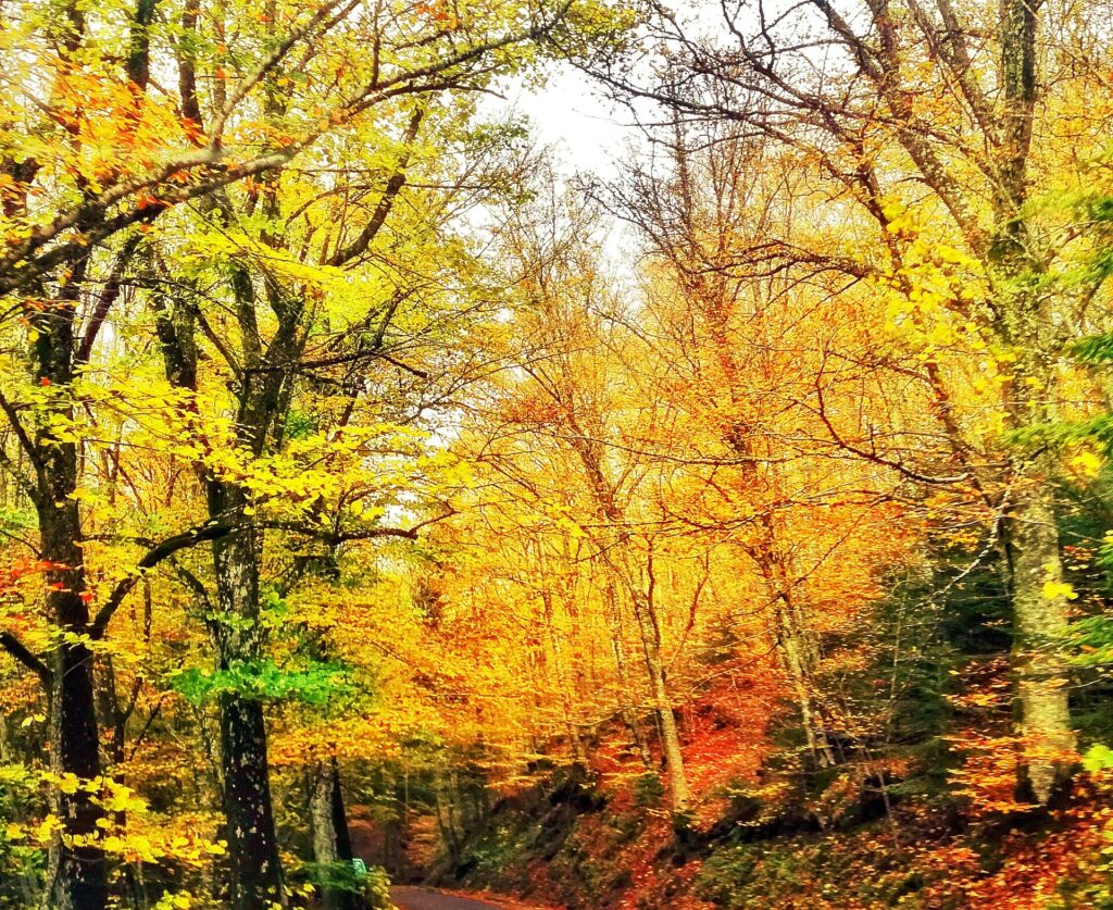 Foliage e castagne vicino Firenze: Vallombrosa, Casentino, Mugello e sagre d’autunno